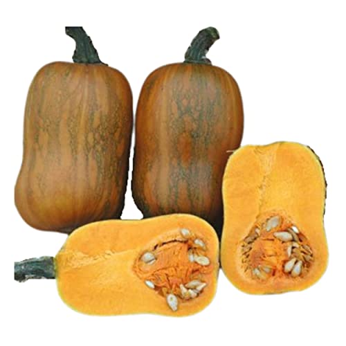 Honeynut Squash Seeds - 25 Seeds - Grow from The Same Seeds As Farmers - Packaged and Sold by Harris Seeds/Garden Trend - Harris Seeds: Supplying Growers Since 1879 - USDA Certified Organic 25 Seeds