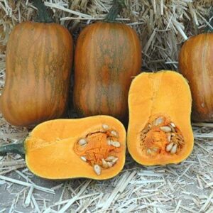 Honeynut Squash Seeds - 25 Seeds - Grow from The Same Seeds As Farmers - Packaged and Sold by Harris Seeds/Garden Trend - Harris Seeds: Supplying Growers Since 1879 - USDA Certified Organic 25 Seeds