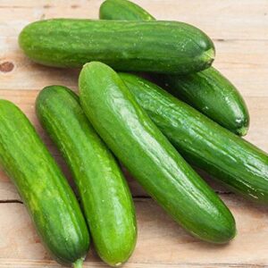 spacemaster 80 cucumber seeds – 25 count seed pack – non-gmo – produces large numbers of flavorful, full-sized slicing cucumbers perfect for the small garden. – country creek llc