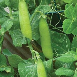 "Wando" Garden Pea Seeds for Planting, 50+ Heirloom Seeds Per Packet, (Isla's Garden Seeds), Non GMO Seeds, Botanical Name: Pisum sativum, Great Home Garden Pea Variety