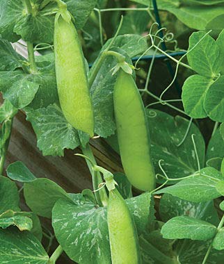 "Wando" Garden Pea Seeds for Planting, 50+ Heirloom Seeds Per Packet, (Isla's Garden Seeds), Non GMO Seeds, Botanical Name: Pisum sativum, Great Home Garden Pea Variety