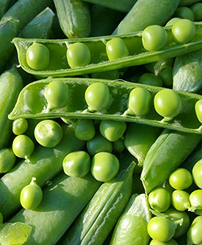 "Wando" Garden Pea Seeds for Planting, 50+ Heirloom Seeds Per Packet, (Isla's Garden Seeds), Non GMO Seeds, Botanical Name: Pisum sativum, Great Home Garden Pea Variety