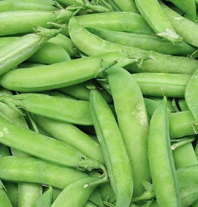 "Wando" Garden Pea Seeds for Planting, 50+ Heirloom Seeds Per Packet, (Isla's Garden Seeds), Non GMO Seeds, Botanical Name: Pisum sativum, Great Home Garden Pea Variety