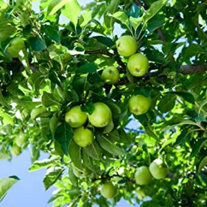 seedcaps Dwarf Apple Seeds for Planting - (Honey Crisp, Gala,Green,Golden) Apple Mixed 100 Seeds - Non-GMO Organic Apple Tree Seeds to Plant Home Friuts Garden Bonsai
