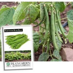 “harvester” bush bean seeds for planting, 50+ heirloom seeds per packet, (isla’s garden seeds), non gmo seeds, botanical name: phaseolus vulgaris, great home garden gift