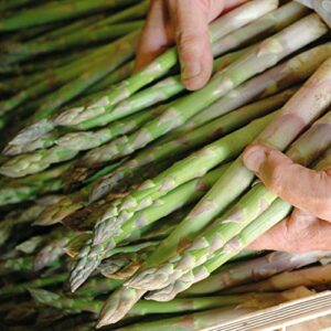 seeds asparagus white giant vegetable garden heirloom for planting non gmo