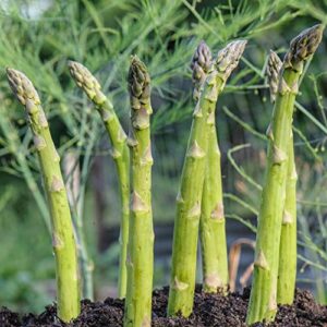 Seeds Asparagus White Giant Vegetable Garden Heirloom for Planting Non GMO