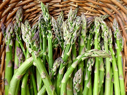 Seeds Asparagus White Giant Vegetable Garden Heirloom for Planting Non GMO