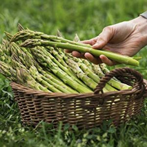 Seeds Asparagus White Giant Vegetable Garden Heirloom for Planting Non GMO