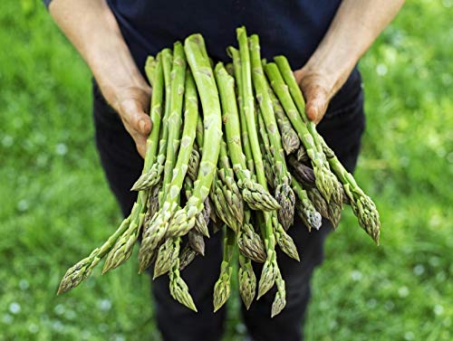 Seeds Asparagus White Giant Vegetable Garden Heirloom for Planting Non GMO