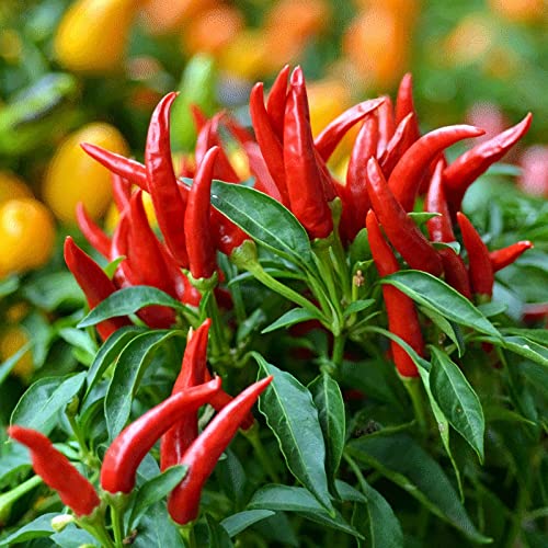 100 Pcs Thai Hot Chili Pepper Seeds Thai Bird Chili Pepper Seeds Grown Capsicum frutescens VAR pod Pepper hot Pepper Fresh Garden Seeds Non-GMO