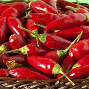 100 Pcs Thai Hot Chili Pepper Seeds Thai Bird Chili Pepper Seeds Grown Capsicum frutescens VAR pod Pepper hot Pepper Fresh Garden Seeds Non-GMO