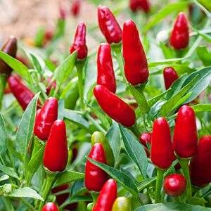 100 Pcs Thai Hot Chili Pepper Seeds Thai Bird Chili Pepper Seeds Grown Capsicum frutescens VAR pod Pepper hot Pepper Fresh Garden Seeds Non-GMO