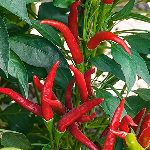 100 Pcs Thai Hot Chili Pepper Seeds Thai Bird Chili Pepper Seeds Grown Capsicum frutescens VAR pod Pepper hot Pepper Fresh Garden Seeds Non-GMO