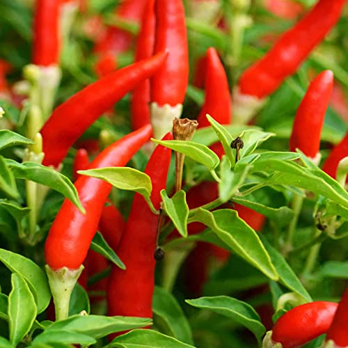 100 Pcs Thai Hot Chili Pepper Seeds Thai Bird Chili Pepper Seeds Grown Capsicum frutescens VAR pod Pepper hot Pepper Fresh Garden Seeds Non-GMO