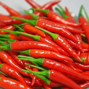 100 Pcs Thai Hot Chili Pepper Seeds Thai Bird Chili Pepper Seeds Grown Capsicum frutescens VAR pod Pepper hot Pepper Fresh Garden Seeds Non-GMO