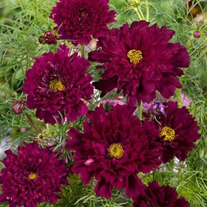 outsidepride cosmos bipannutus double click cranberries garden cut flower seeds – 50 seeds