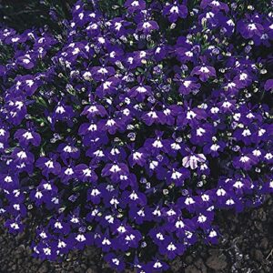 outsidepride lobelia mrs. clibran for edging borders, rock gardens, hanging baskets, window boxes, & ground cover – 10000 seeds