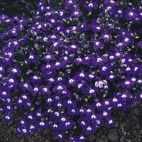 Outsidepride Lobelia Mrs. Clibran for Edging Borders, Rock Gardens, Hanging Baskets, Window Boxes, & Ground Cover - 10000 Seeds