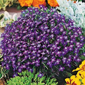 Outsidepride Lobelia Mrs. Clibran for Edging Borders, Rock Gardens, Hanging Baskets, Window Boxes, & Ground Cover - 10000 Seeds