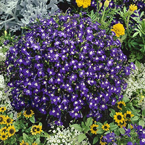 Outsidepride Lobelia Mrs. Clibran for Edging Borders, Rock Gardens, Hanging Baskets, Window Boxes, & Ground Cover - 10000 Seeds