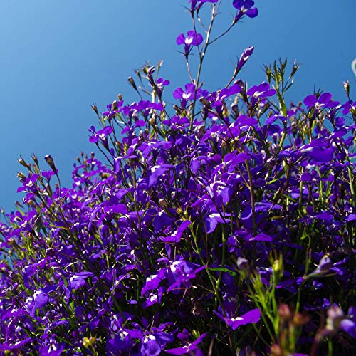 Outsidepride Lobelia Mrs. Clibran for Edging Borders, Rock Gardens, Hanging Baskets, Window Boxes, & Ground Cover - 10000 Seeds