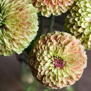 david’s garden seeds flower zinnia queeny lime with blush 4357 (multi) 50 non-gmo, heirloom seeds