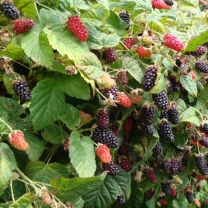 Marionberry Live Plant, 6 to 8 Inc Tall Sweet BlackBerry Plant for Garden