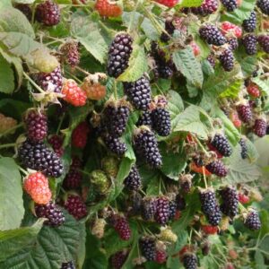 Marionberry Live Plant, 6 to 8 Inc Tall Sweet BlackBerry Plant for Garden