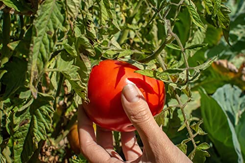 Moscow VR Tomato Seeds, 50 Heirloom Seeds Per Packet, (Isla's Garden Seeds), Non GMO Seeds, Botanical Name: Solanum lycopersicum, Great Home Garden Gift