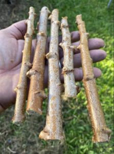 yuca cassava, 5 cuttings manihot esculenta, root sticks for garden planting tubers bulk flower plant perennial can grow well in flower pots