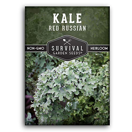 Survival Garden Seeds - Red Russian Kale Seed for Planting - Packet with Instructions to Plant and Grow Curly Ornamental and Edible Kale in Your Home Vegetable Garden - Non-GMO Heirloom Variety