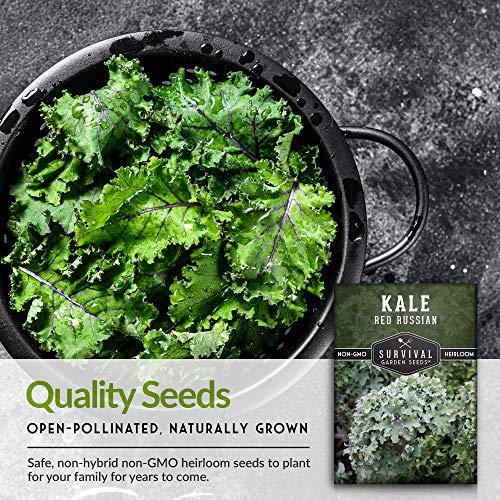 Survival Garden Seeds - Red Russian Kale Seed for Planting - Packet with Instructions to Plant and Grow Curly Ornamental and Edible Kale in Your Home Vegetable Garden - Non-GMO Heirloom Variety