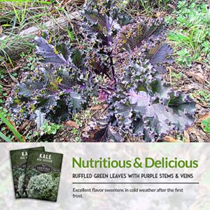 Survival Garden Seeds - Red Russian Kale Seed for Planting - Packet with Instructions to Plant and Grow Curly Ornamental and Edible Kale in Your Home Vegetable Garden - Non-GMO Heirloom Variety