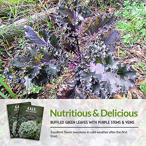 Survival Garden Seeds - Red Russian Kale Seed for Planting - Packet with Instructions to Plant and Grow Curly Ornamental and Edible Kale in Your Home Vegetable Garden - Non-GMO Heirloom Variety