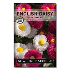 sow right seeds – english daisy flower seeds for planting, beautiful flowers to plant in your garden; non-gmo heirloom seeds; wonderful gardening gifts (1)