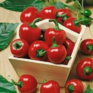 large red cherry hot pepper garden seeds – 1 g packet ~125 seeds – non-gmo, heirloom vegetable gardening seeds