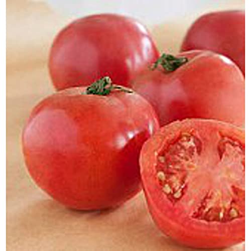 Arkansas Traveler Tomato Seeds (20+ Seeds) | Non GMO | Vegetable Fruit Herb Flower Seeds for Planting | Home Garden Greenhouse Pack