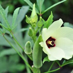 david’s garden seeds okra clemson spineless perfection fba-2538 (green) 100 non-gmo, heirloom seeds