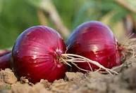 David's Garden Seeds Onion Long Day Ruby Red 4354 (Red) 200 Non-GMO, Heirloom Seeds