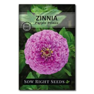 Sow Right Seeds Purple Prince Zinnia Seeds - Full Instructions for Planting, Beautiful to Plant in Your Flower Garden; Non-GMO Heirloom Seeds; Wonderful Gardening Gifts (1)