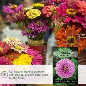 Sow Right Seeds Purple Prince Zinnia Seeds - Full Instructions for Planting, Beautiful to Plant in Your Flower Garden; Non-GMO Heirloom Seeds; Wonderful Gardening Gifts (1)