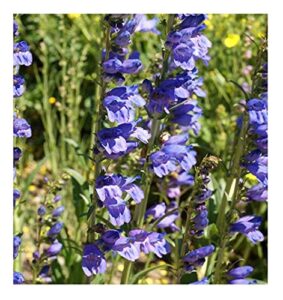david’s garden seeds flower penstemon rocky mountain 1124 (blue) 200 non-gmo, heirloom seeds