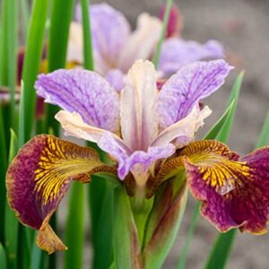 CHUXAY GARDEN Mixed Iris Sibirica-Siberian Iris,Siberian Flag 20 Seeds Blue Red White Purple Herb All Season Ornamental Plant Seed Temperate Regions Growing Planting Easy to Grow & Maintain