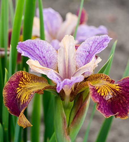 CHUXAY GARDEN Mixed Iris Sibirica-Siberian Iris,Siberian Flag 20 Seeds Blue Red White Purple Herb All Season Ornamental Plant Seed Temperate Regions Growing Planting Easy to Grow & Maintain