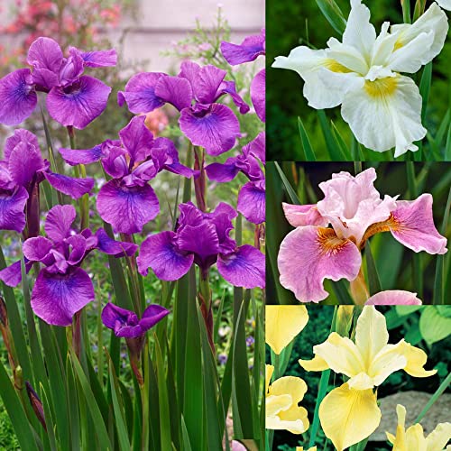 CHUXAY GARDEN Mixed Iris Sibirica-Siberian Iris,Siberian Flag 20 Seeds Blue Red White Purple Herb All Season Ornamental Plant Seed Temperate Regions Growing Planting Easy to Grow & Maintain