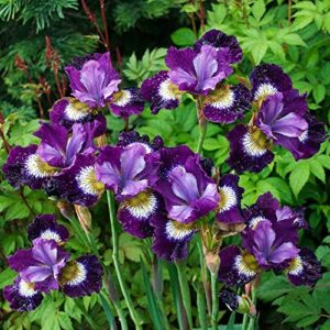 CHUXAY GARDEN Mixed Iris Sibirica-Siberian Iris,Siberian Flag 20 Seeds Blue Red White Purple Herb All Season Ornamental Plant Seed Temperate Regions Growing Planting Easy to Grow & Maintain