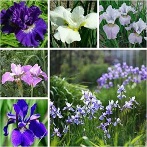 CHUXAY GARDEN Mixed Iris Sibirica-Siberian Iris,Siberian Flag 20 Seeds Blue Red White Purple Herb All Season Ornamental Plant Seed Temperate Regions Growing Planting Easy to Grow & Maintain