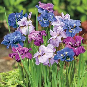 CHUXAY GARDEN Mixed Iris Sibirica-Siberian Iris,Siberian Flag 20 Seeds Blue Red White Purple Herb All Season Ornamental Plant Seed Temperate Regions Growing Planting Easy to Grow & Maintain