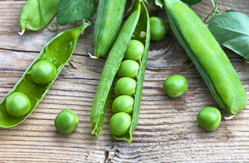 Lincoln Garden Pea Seeds for Planting, 50+ Heirloom Seeds Per Packet, (Isla's Garden Seeds), Non GMO Seeds, Botanical Name: Pisum sativum, Great Home Garden Gift